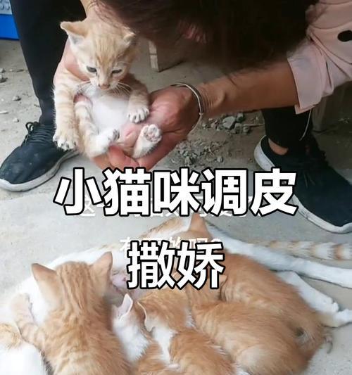 猫妈妈与小猫分开的最佳时机（小猫分离母亲的关键时期及适应新环境的建议）