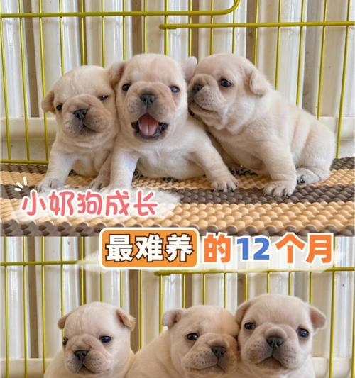 奶狗排便频率探究（了解奶狗排便习惯的关键）