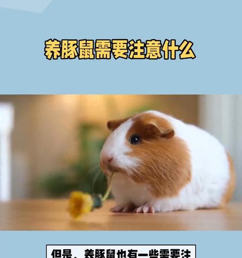 荷兰猪的生长周期和饲养要点（掌握荷兰猪养育时间关键，科学饲养助力丰收）