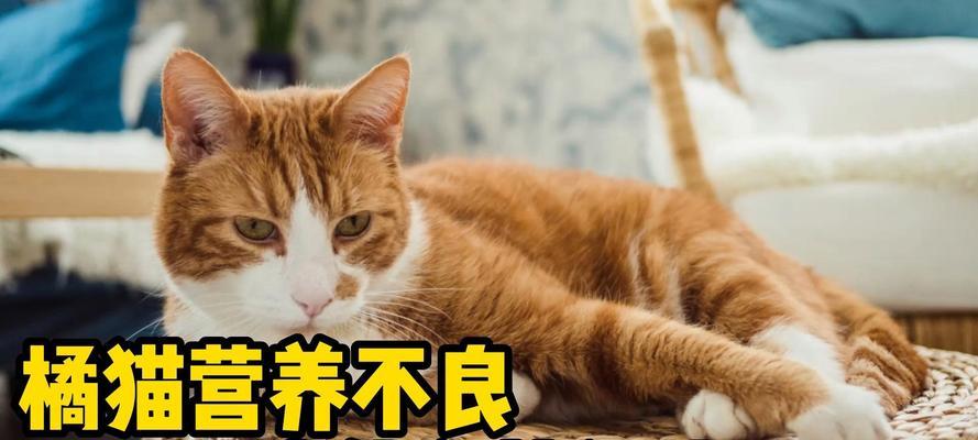 猫咪受伤后的营养补充（了解猫咪受伤后的特殊营养需求，确保其快速康复。）