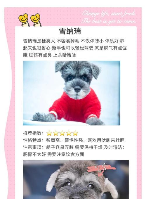雪纳瑞的魅力（探索雪纳瑞的6大优势，令人难以抗拒！）