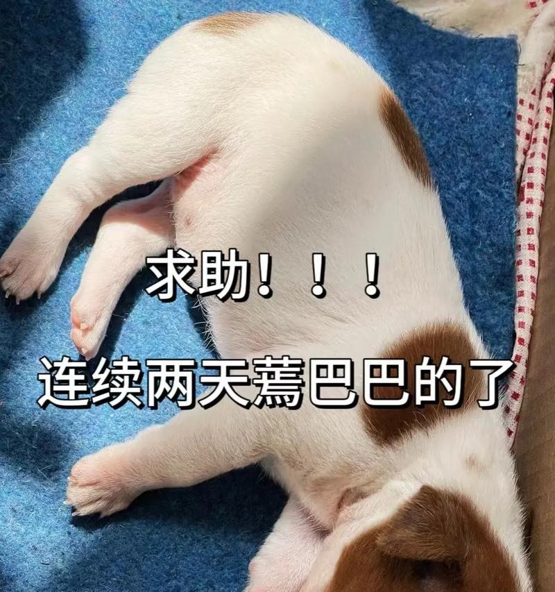 刚出生的狗宝宝能饿多久？（狗宝宝进食需求的关键因素及养护要点）