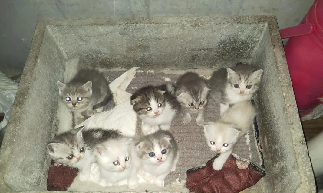小猫离开母猫后多久不再找母猫？（探寻小猫独立生活的关键时刻）
