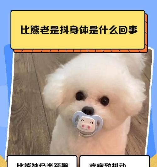 为什么不要养比熊犬？（十大理由告诉你比熊犬不好养）