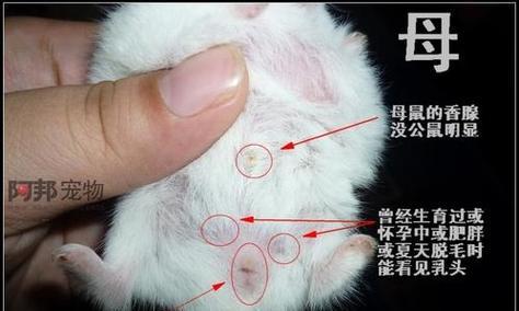 如何分辨仓鼠的性别？（通过观察尾巴来判断仓鼠的性别）