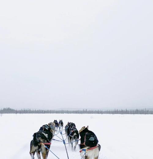 雪橇犬冬天奔跑的冷冻脚掌之谜（狗狗脚冷不是大事，脚湿才要命！）
