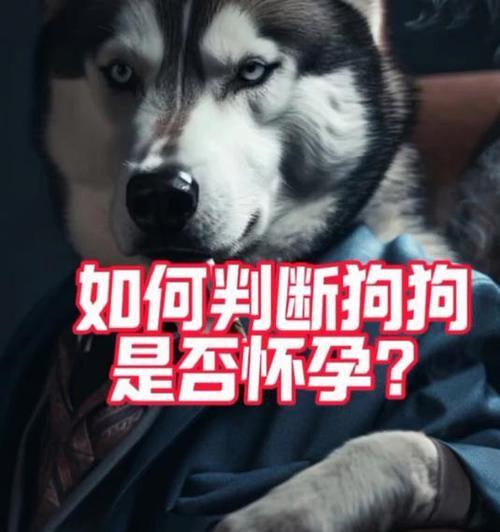 狗的怀孕周期与繁殖能力（了解狗的生育周期有助于科学繁殖）