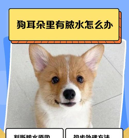 小狗中耳炎的症状及治疗方法（了解小狗中耳炎的常见症状，及时治疗保护宠物健康）