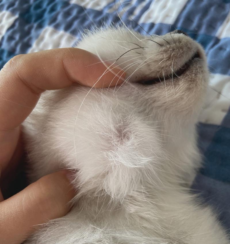 猫咪打疫苗是否可能导致肿瘤？（探讨疫苗对猫咪健康的影响，疫苗接种与肿瘤之间的关系）