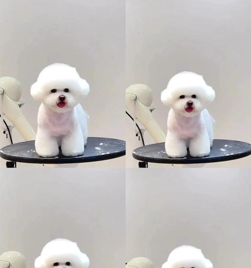 如何挑选比熊幼犬（以观察法为主的有效挑选方法）