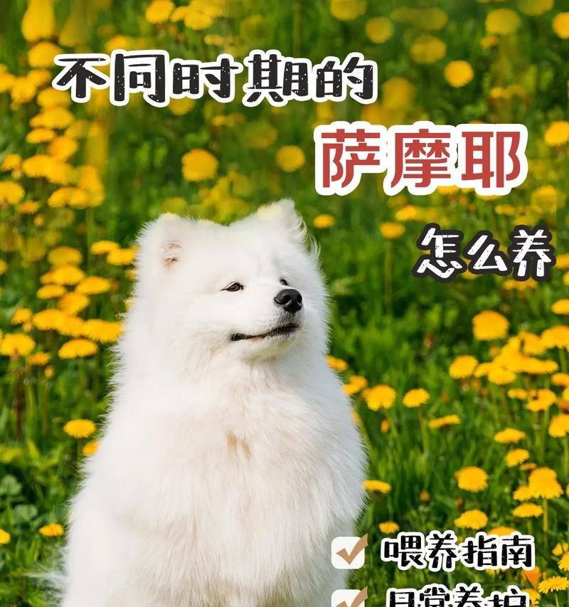了解萨摩耶犬的价格和购买注意事项（价位、血统和质量成为购买萨摩耶的）