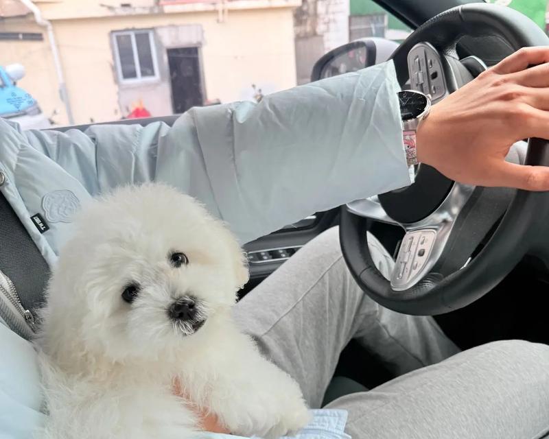 比熊带回家多久可以洗澡？（了解比熊的适宜洗澡时间以及注意事项）