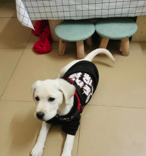 拉布拉多犬成熟期的时长（从幼犬到成犬，拉布拉多需要多长时间？）