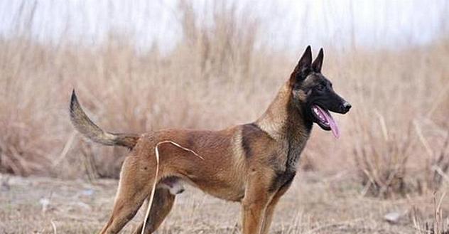 如何挑选适合自己的马犬？（6个小技巧教你轻松找到心仪的宠物伴侣）