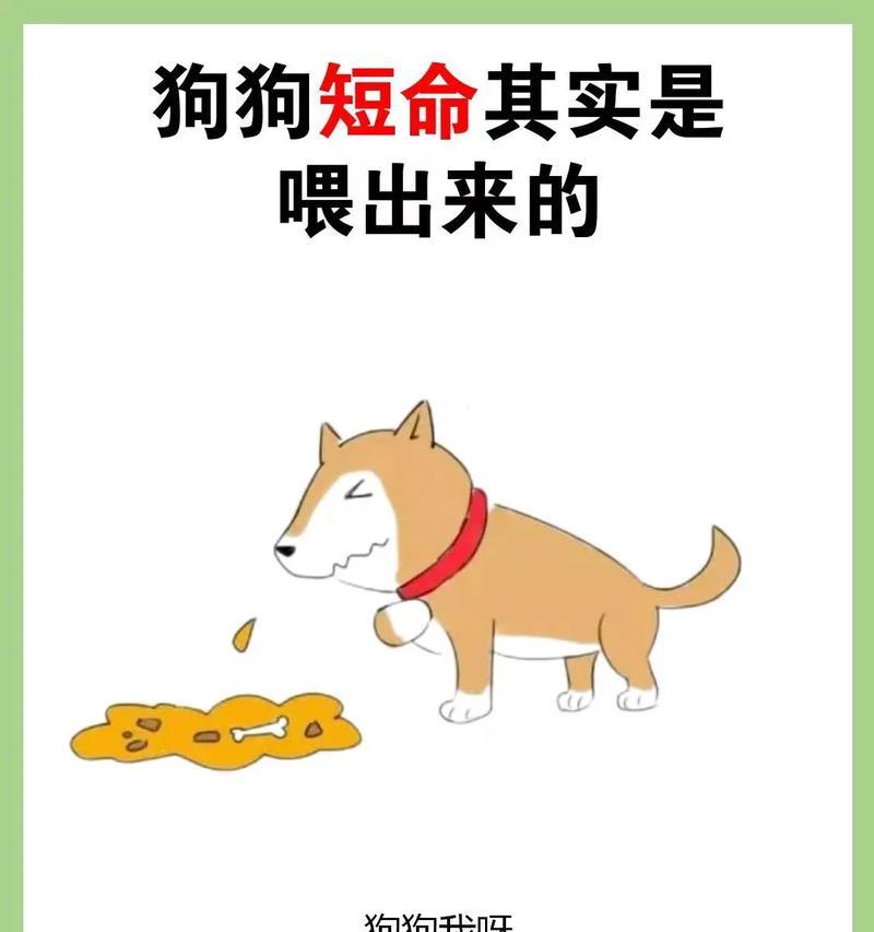 狗主人注意！怀孕多久不能喂养狗（了解关键时期，保护孕妇与宠物健康）