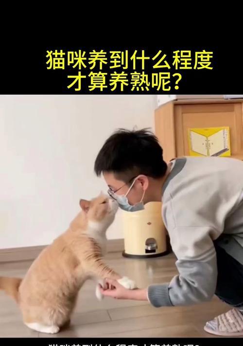 养小猫咪需要多长时间？（探究小猫咪的成长周期与培养时间）