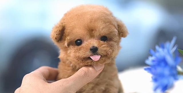 如何正确挑选和饲养泰迪（泰迪犬的选择和养育技巧）