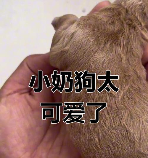 小泰迪的溜达时间管理秘籍（每天只需要15分钟，让你的小泰迪健康快乐）