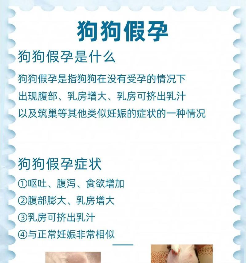 大狗生小狗需要多久？（探究狗的生育周期与繁殖能力）