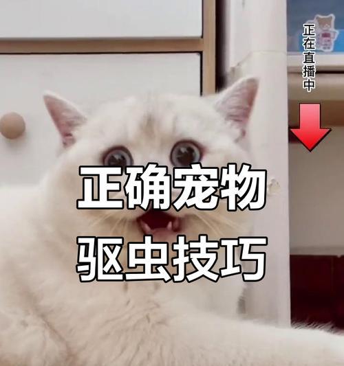 猫咪驱虫后适合洗澡吗？（以猫咪为主题的驱虫及洗澡时间安排）