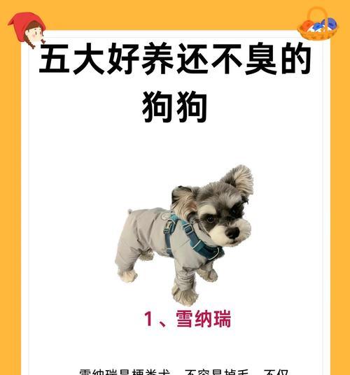 养狗家庭必备的五种药物（了解这些药物，让你宠物更健康）