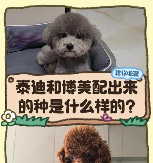 泰迪配种后多久开始出现呕吐症状？（了解泰迪配种后呕吐的时间和原因）