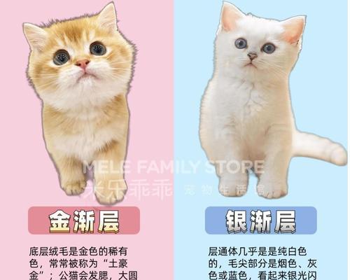 金渐层与银渐层猫的价值和特点比较（金渐层或银渐层猫，你会选择哪一个？价格和优点大揭秘！）