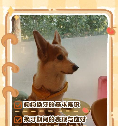 小狗换牙的周期及注意事项（了解小狗牙齿生长周期，做好护理工作）