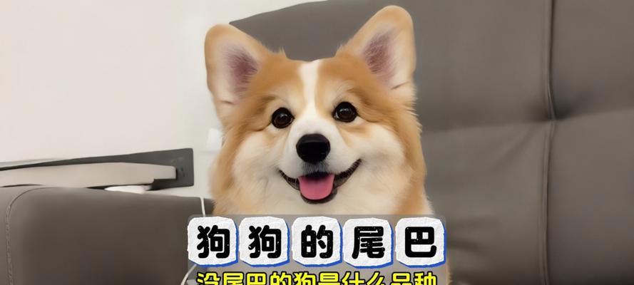 小狗断尾后康复需要多久？（探讨小狗断尾术后的康复时间和注意事项）