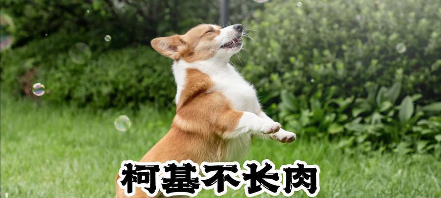 柯基犬容易发胖的原因及预防方法（了解柯基犬发胖的时间点，科学护理你的宠物）