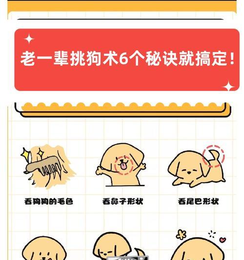 狗狗训练的黄金时期（掌握训练要点培养好习惯）