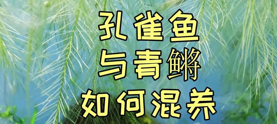 孔雀鱼的混养搭配指南（与孔雀鱼相处和谐的十种鱼类选择及特点）