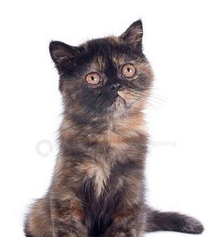 异国短毛猫价格及购买攻略（如何找到纯种的异国短毛猫，探究其价格走向）