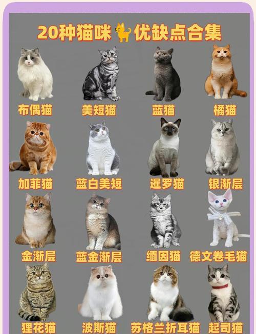 猫咪养护指南（了解猫咪的需求和选择适合的品种，打造一个幸福的猫咪家庭）