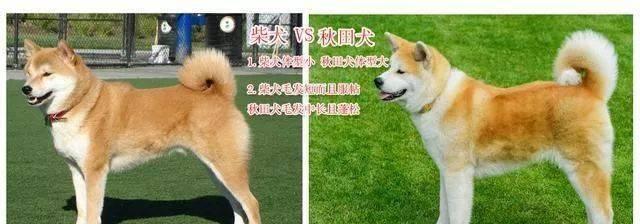 秋田犬与柴犬（比较日本柴犬和秋田犬的特点与优势）