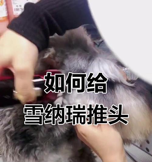雪纳瑞毛发生长周期及护理方法（揭秘雪纳瑞毛发生长周期，助你打造完美的宠物造型）