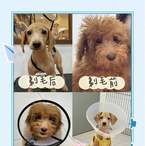 如何培养一个健康快乐的贵宾犬？（贵宾犬护理的六个关键要点）