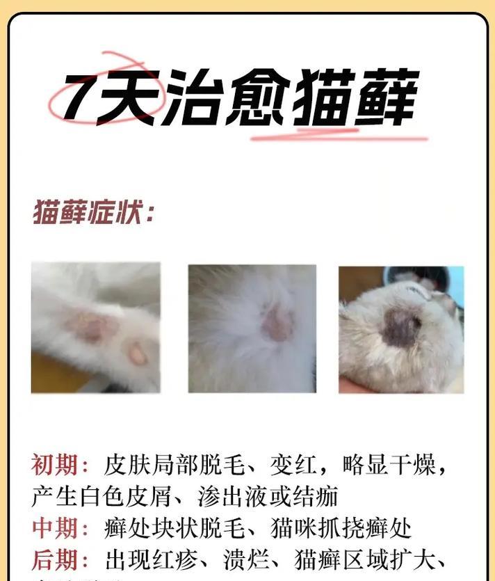 猫癣治疗时间和方法详解（了解猫癣治愈所需的时间，帮助宠物快速康复）