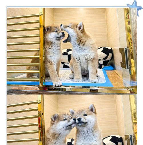 南宁的训犬俱乐部（南宁训犬俱乐部，让你的宠物成为你最忠实的朋友）