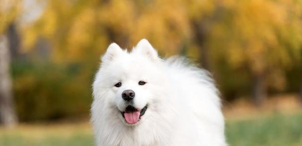 探索萨摩耶狗品种（发现你所不知道的萨摩耶犬分类，展现萨摩耶狗品种之美）