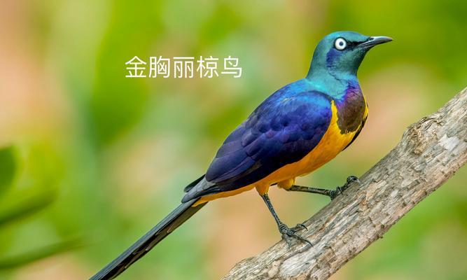 八哥的种类及特点（探索八哥世界的奇妙之旅）