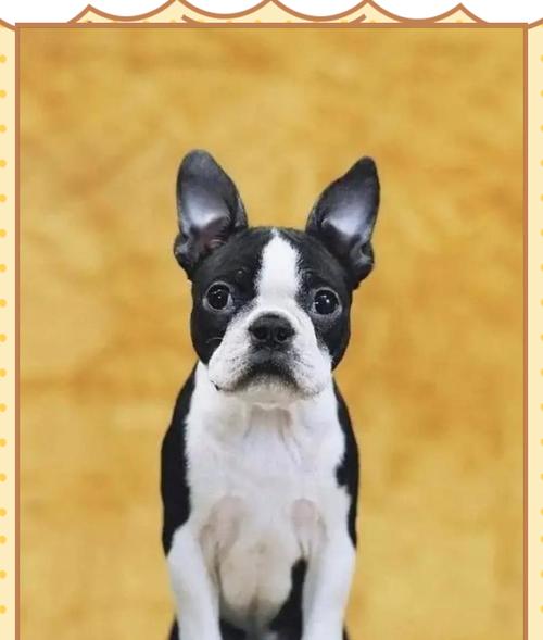 法国斗牛犬与波士顿梗的区别（如何准确分辨这两种犬种）