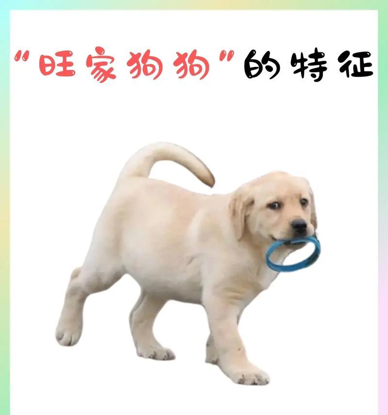 探索宠物的人类认知能力（从认人到认主，揭秘宠物的智慧世界）