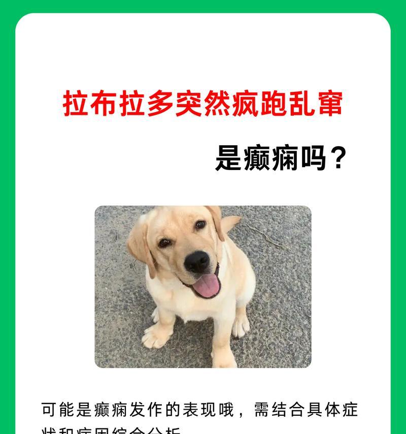 拉布拉多怀孕后多久能恢复正常跑步？（探究拉布拉多怀孕期间及产后多久可以恢复跑步的时间和要求）