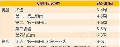 以泰迪换牙需要多久？（探索泰迪犬换牙的时间和过程）