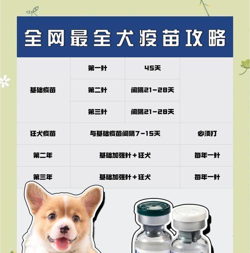 小狗英特威疫苗的注射时间和注意事项（保护小狗健康的必备知识，关于英特威疫苗的一切）