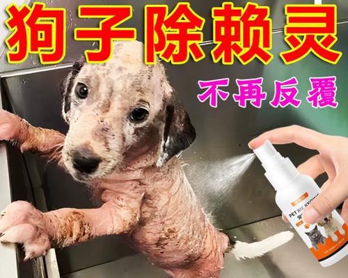 如何有效地除去狗狗身上的跳蚤（宠物养护，预防跳蚤滋生）
