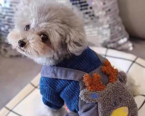 小型犬抗寒能力差的原因及取暖措施（小型犬、抗寒、取暖措施、寒冷季节、保护宠物）