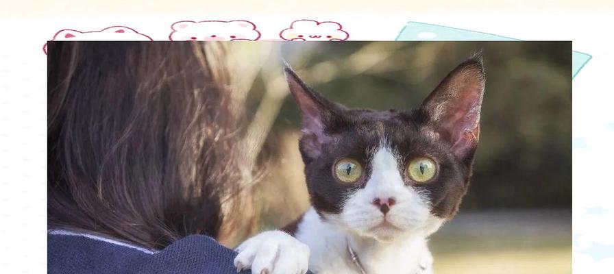 探索不同宠物猫的性格、价钱和寿命（了解18种常见宠物猫的特点，选择最适合你的伴侣猫）