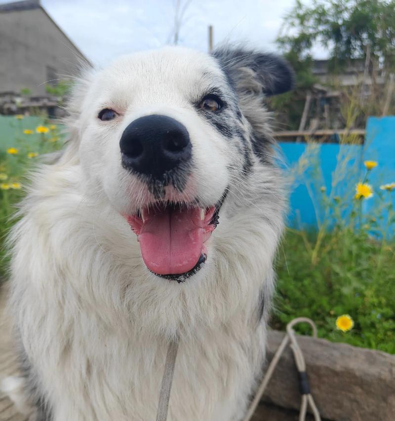 刚生的边牧（边牧犬的销售年龄和养育注意事项）